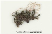 藏品(大葉走燈苔)的圖片